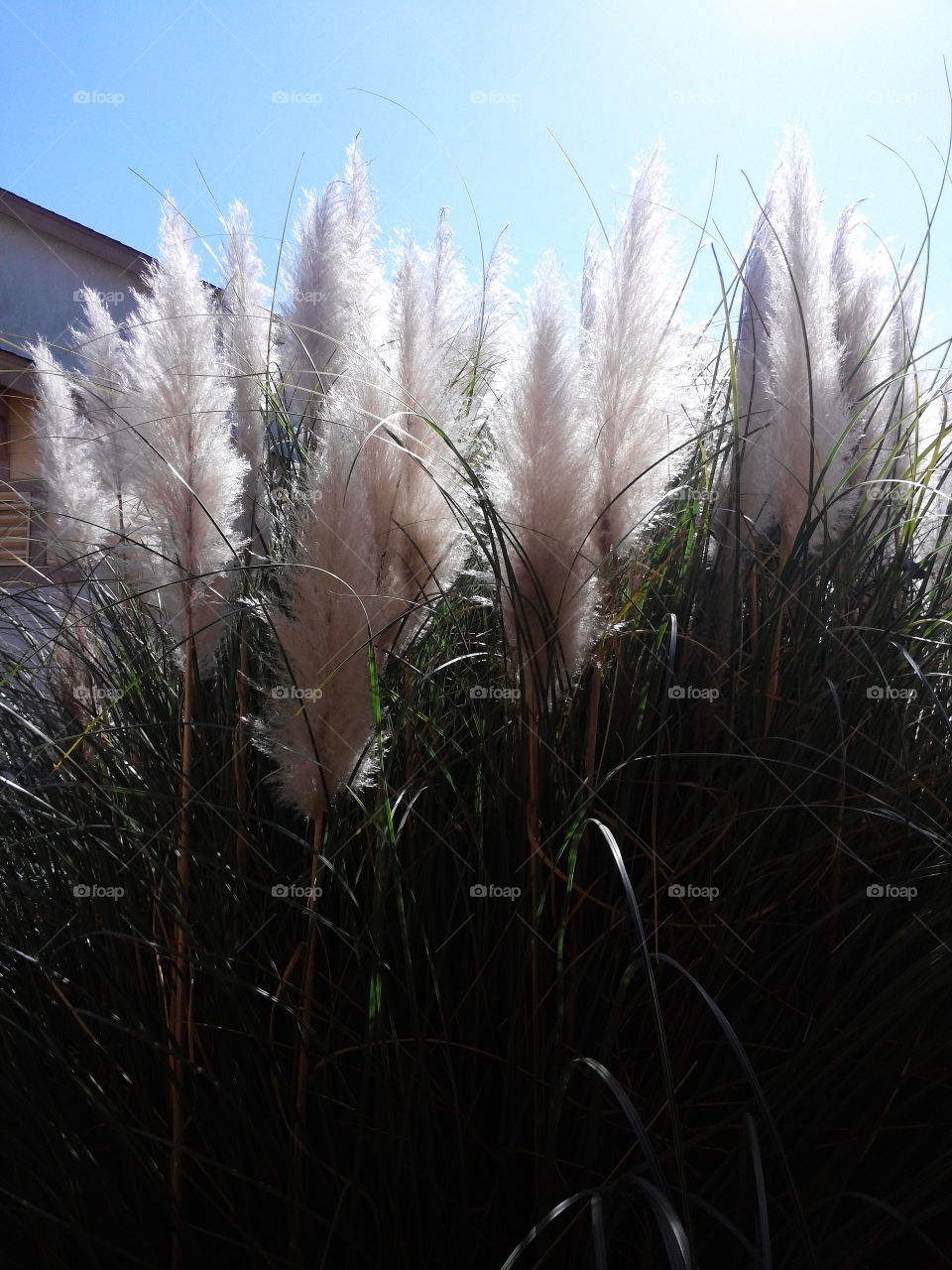 Reed grass against clear sky