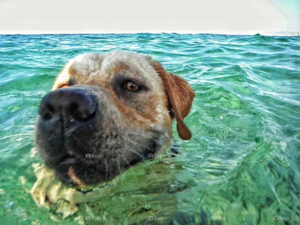 swimming dog