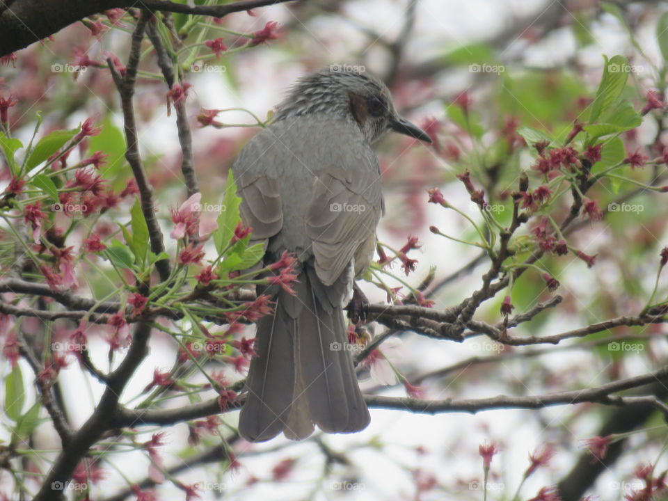 Bird in tree