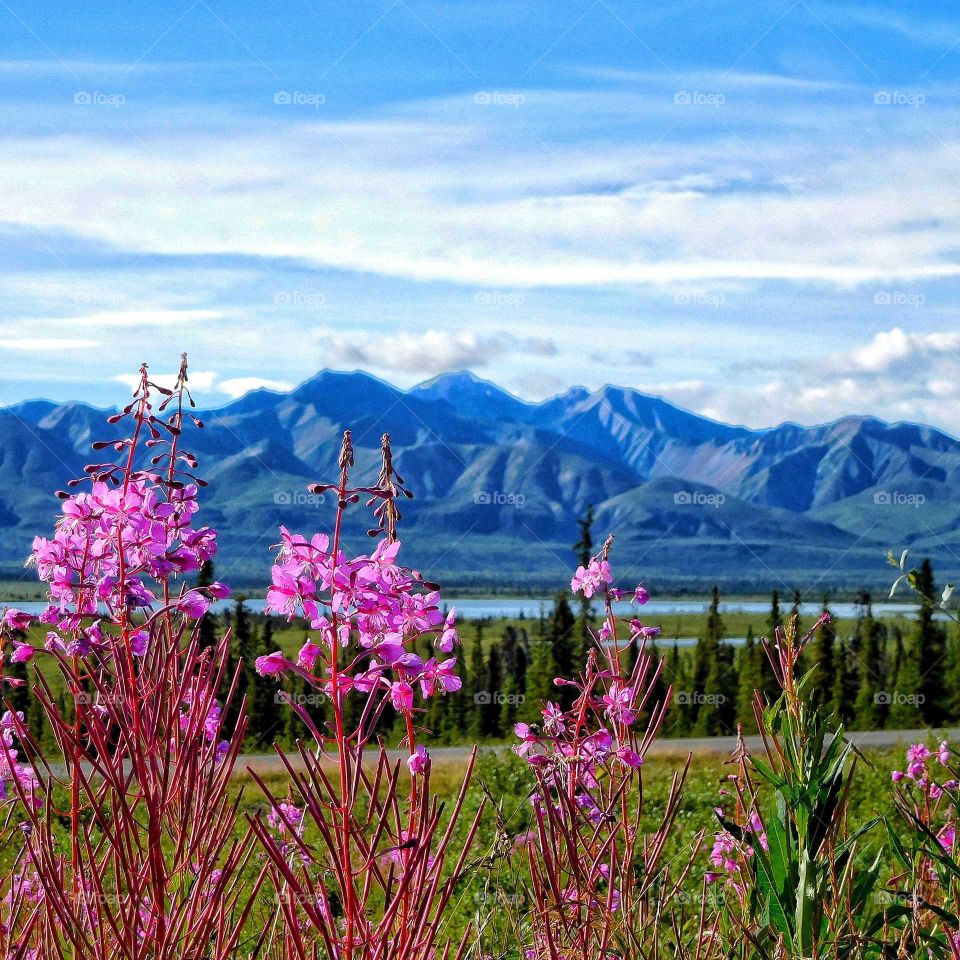 Fireweed blooms in the Chugash Mountain Range of Alaska