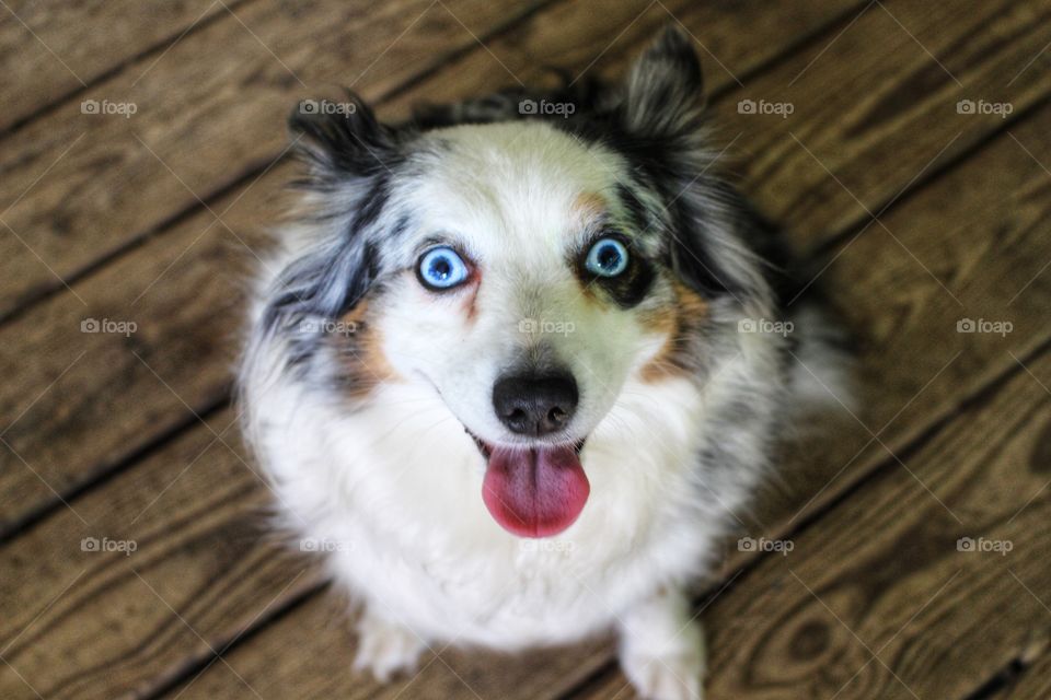 Blue eyed Blue Merle Australian Shepherd.