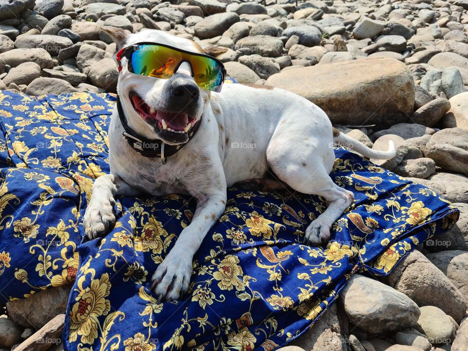 dog in sunglasses lies sunbathing