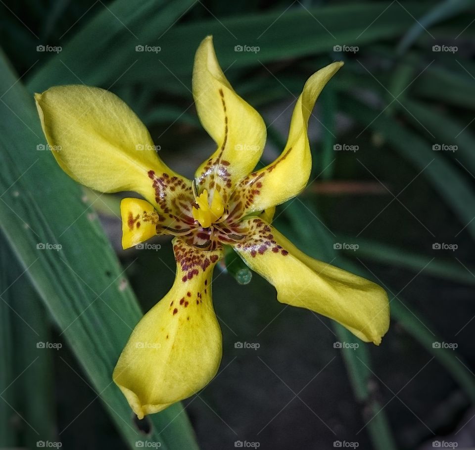 beauty of yellow flower