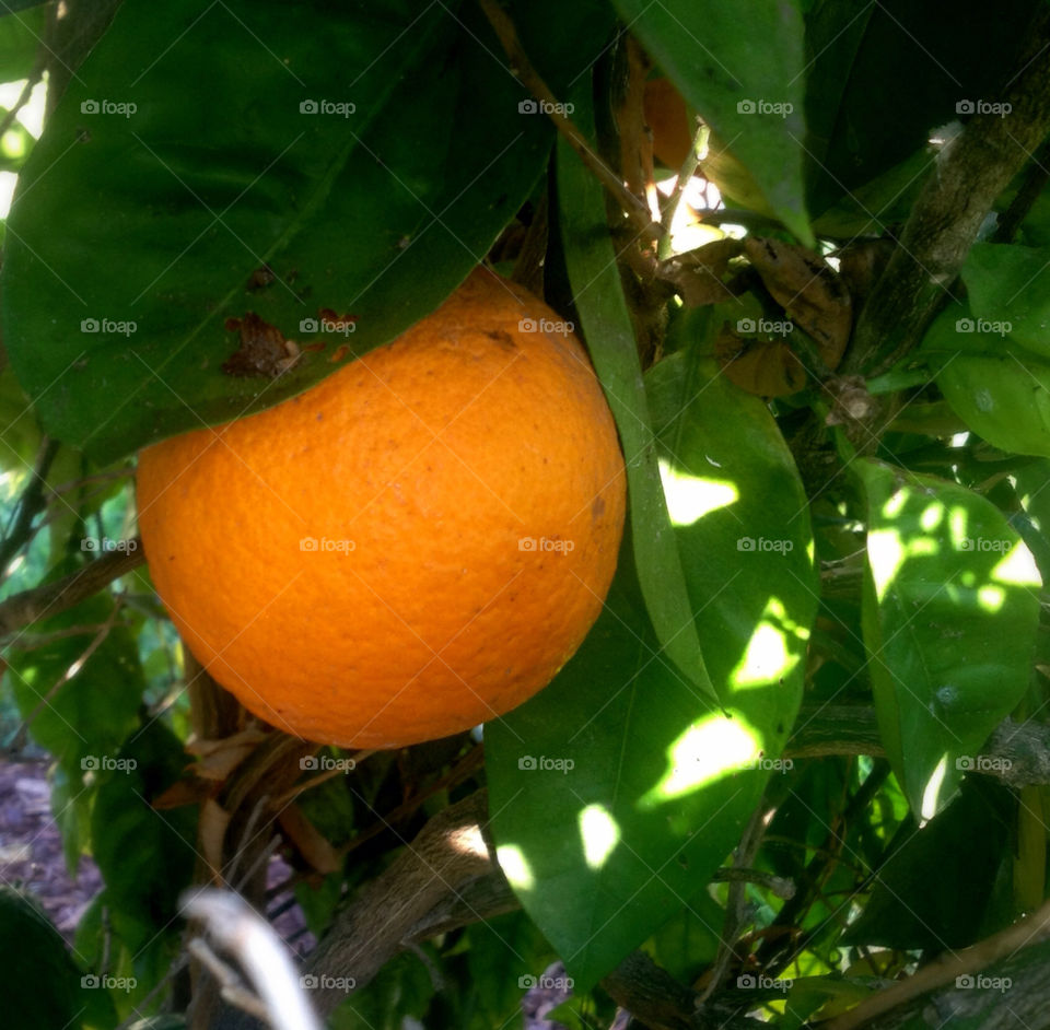 nature food orange leaves by asbreynolds