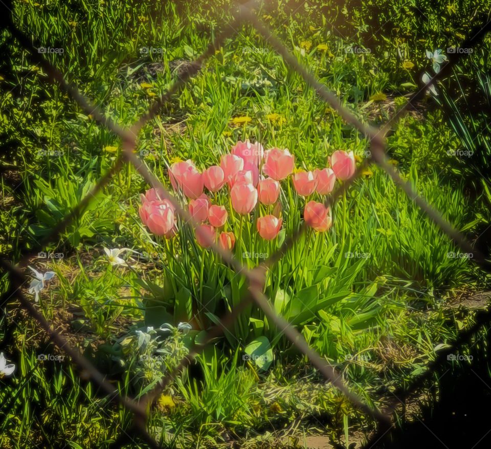 pink tulips behind fences...