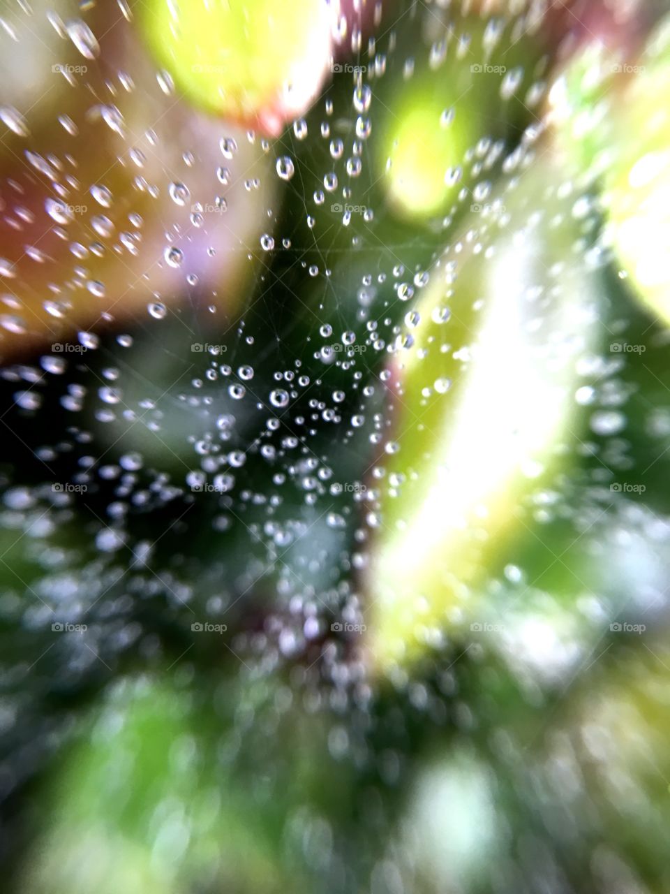 Spider web covered with water droplets.