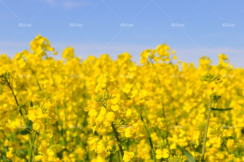 Rapeseed field against clear sky