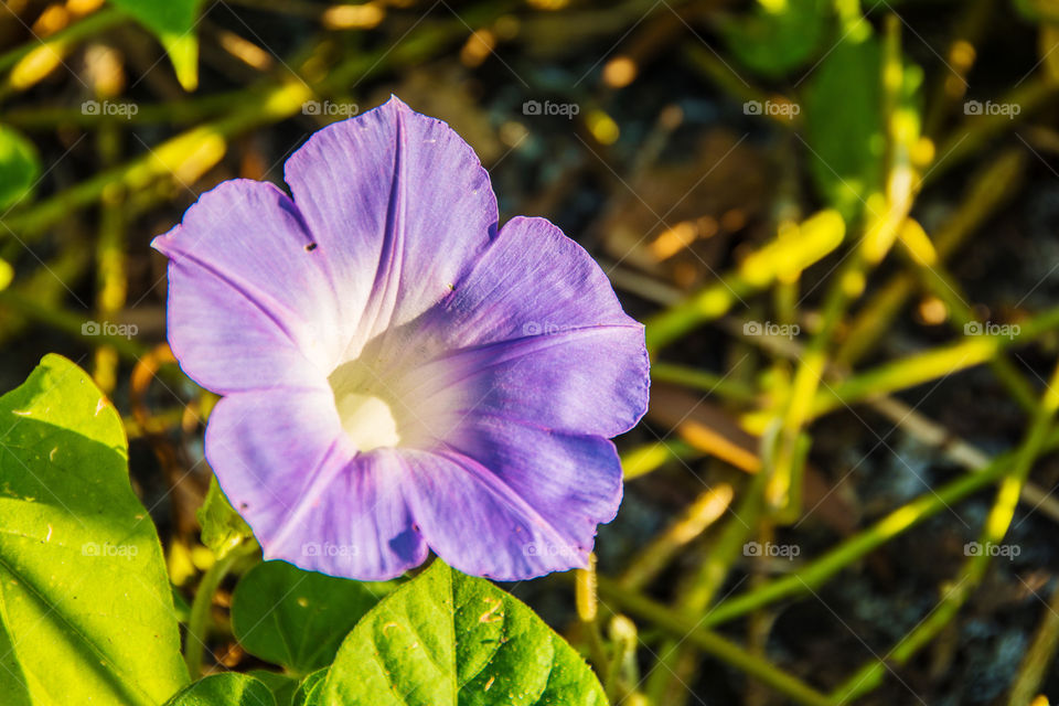 Beautiful morning glory close-up flower