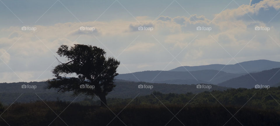 Solitary tree