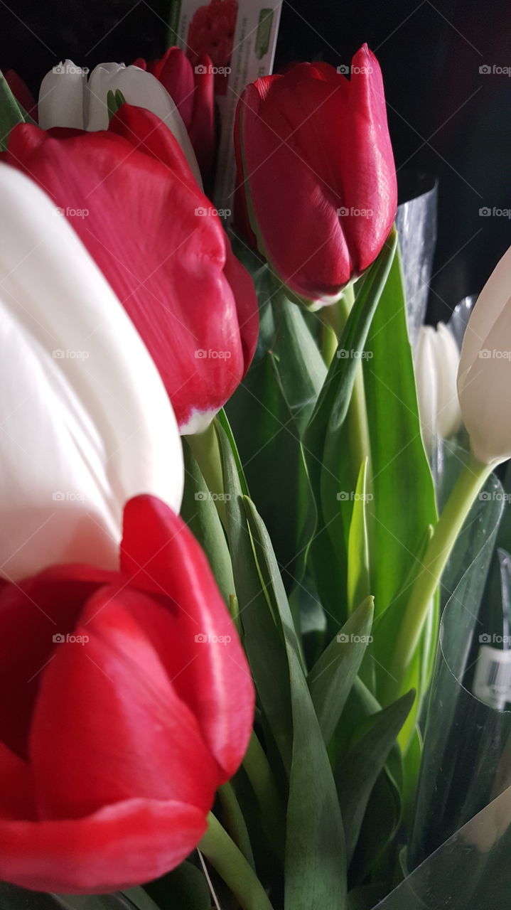Red and White tulips, beautiful and tall.