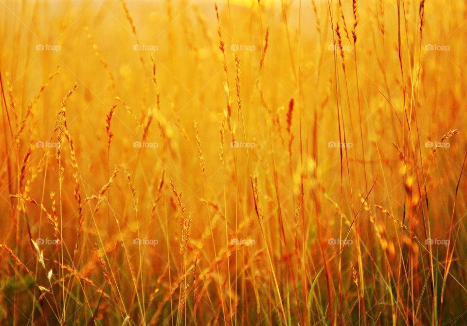 SUNNY DAYS - Harvesting time. A dramatic close up of golden ripening wheat ears during sunset