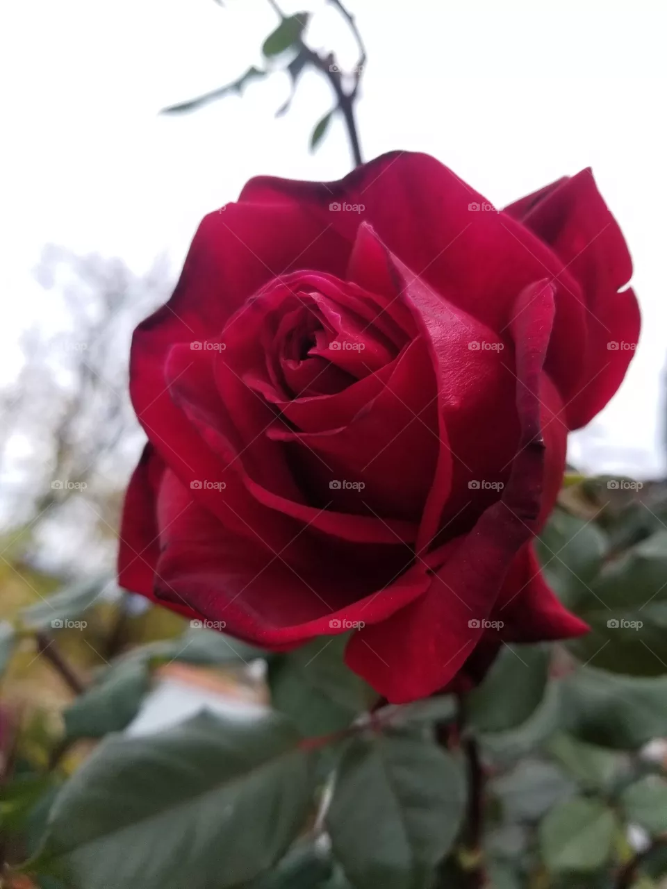 rose