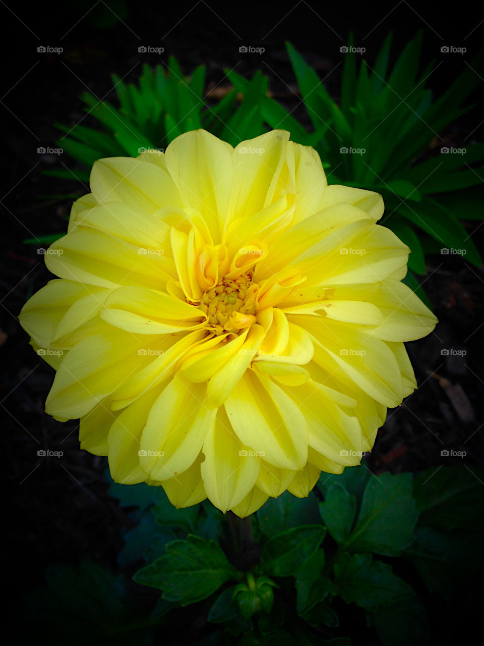 Overhead view of a yellow flower