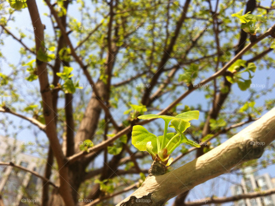 spring new bud by HIN