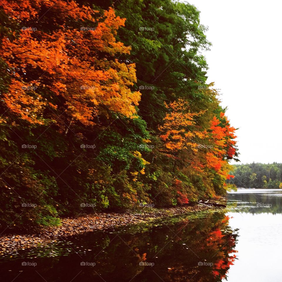 Fall leaf and water