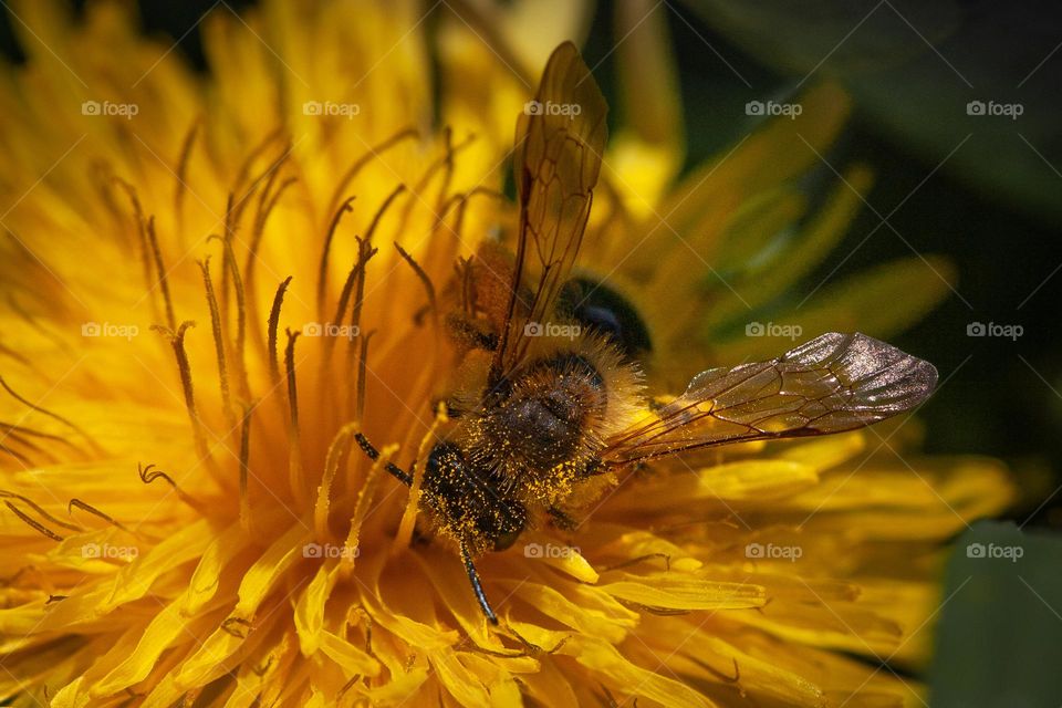 Bee picking pollen from a dandelion 