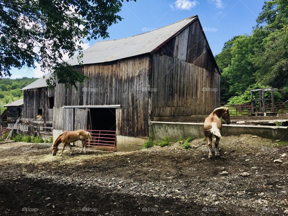 multiple horses right outside their barn