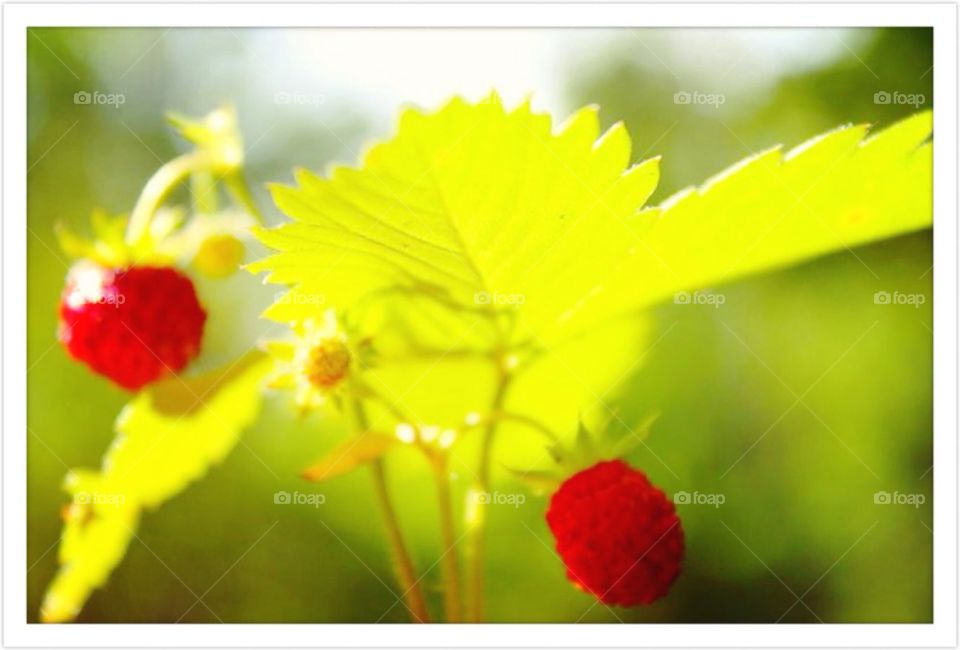 Wild strawberries