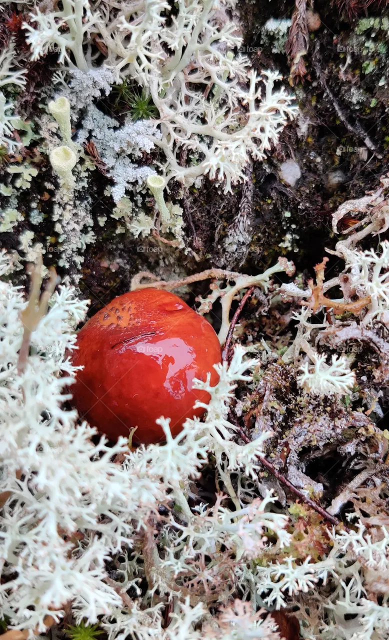 A little cute mushroom.