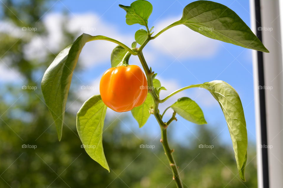 yellow pepper in the pot decorative house plants