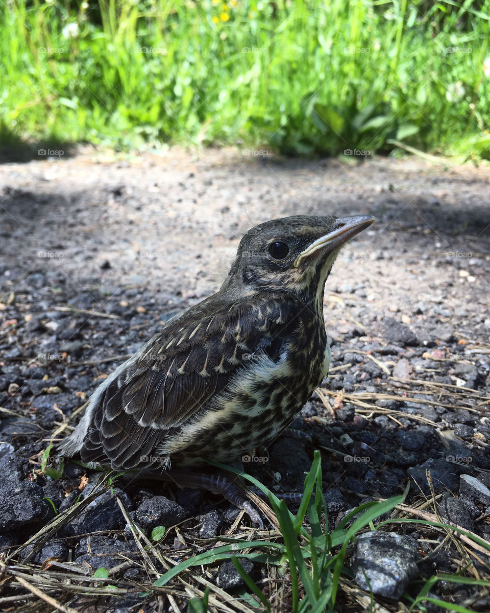 Thrush fledgling