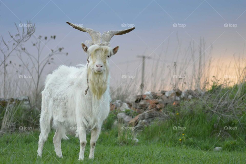 old goat with large antlers