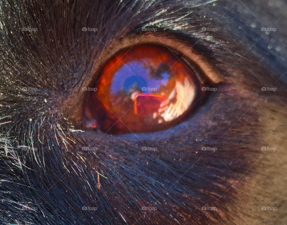 Dog's Eye. Me taking a photo of my dog's eye, and find that my reflection is in it. 