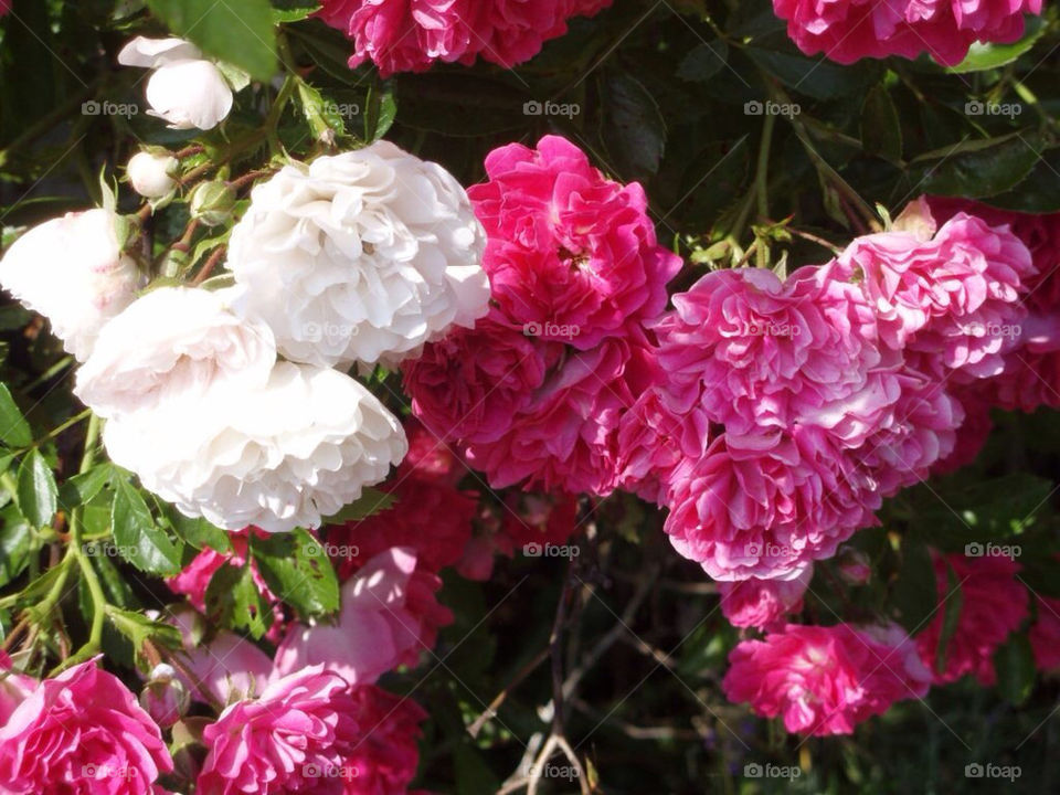 rose rosa dorothy perkins by toraand