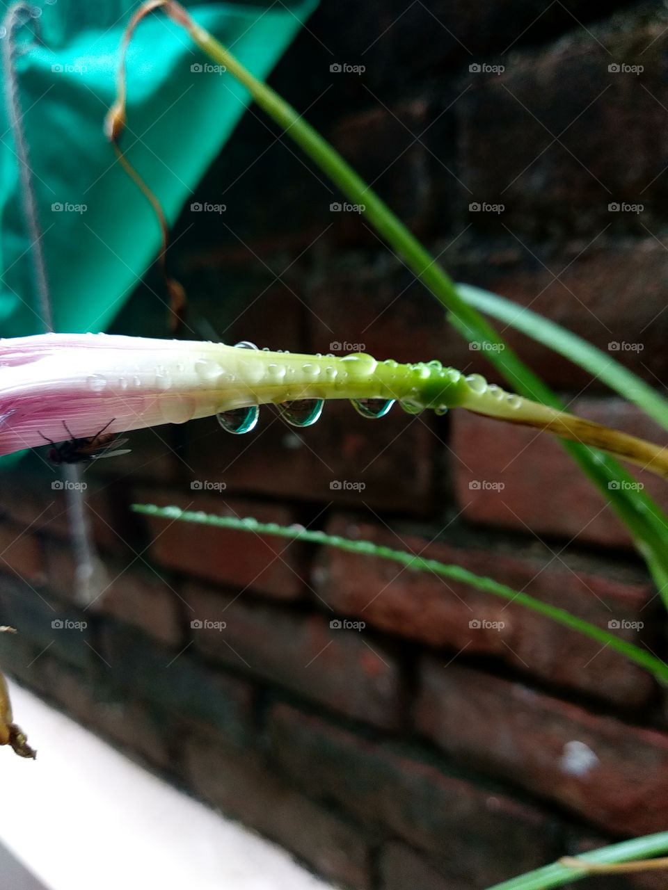 After rain three drop in a row