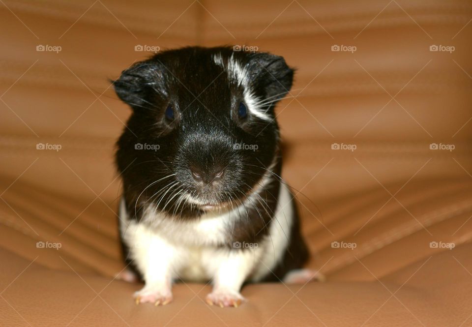 Guinea pig sitting on sofa