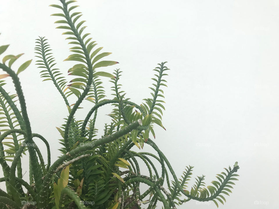 amazing shape of green fern plants with white background in natural day light and copy space on right side of frame