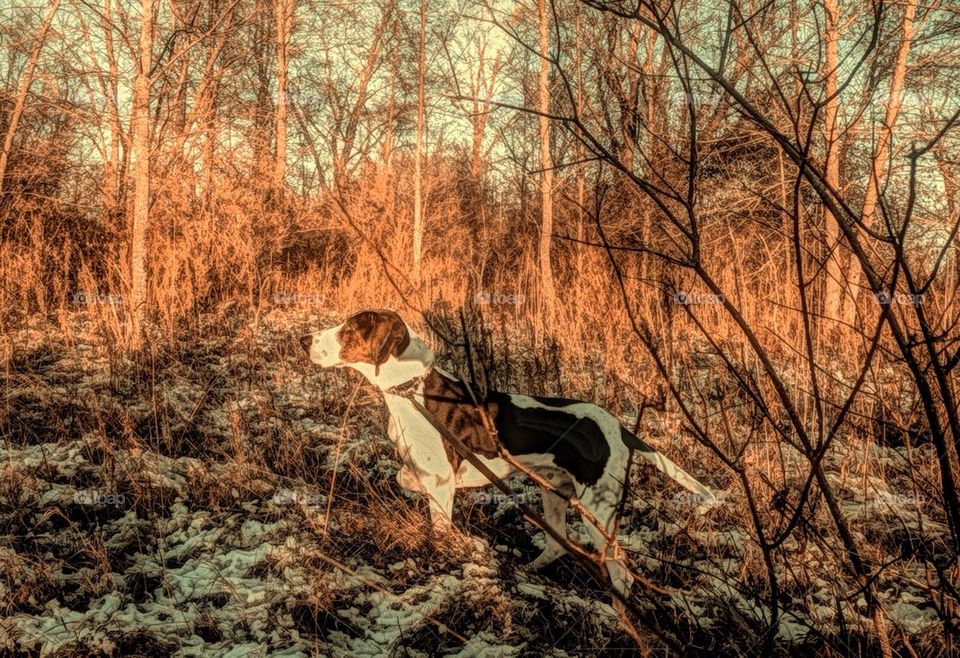 Coonhound Hunting...