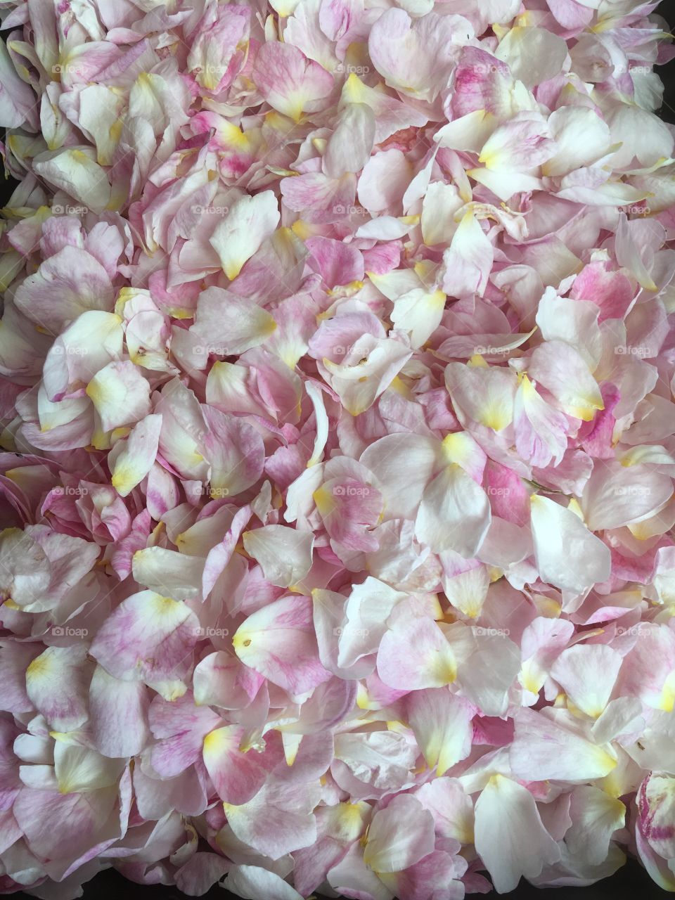 Beautiful fresh cream and light pink rose petals