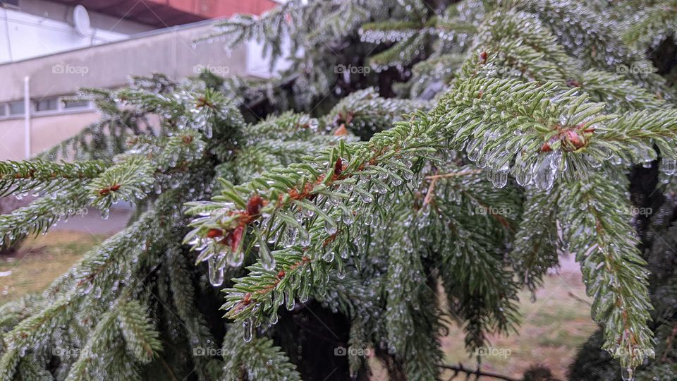 frozen water on pine branches