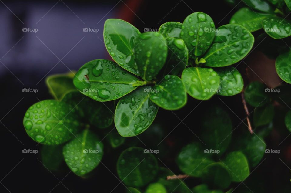 Top view of beautiful green plant with rain drops close up. Ficus flowers
