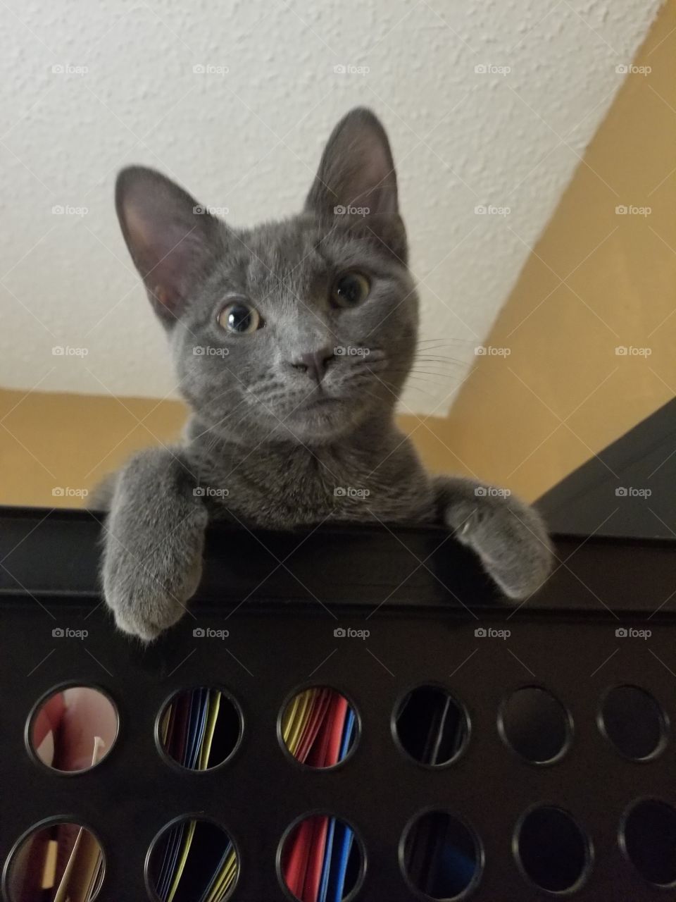 Little Luna wanting to help with filing.