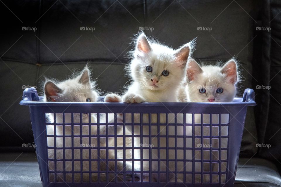 three beautiful kittens in a basket