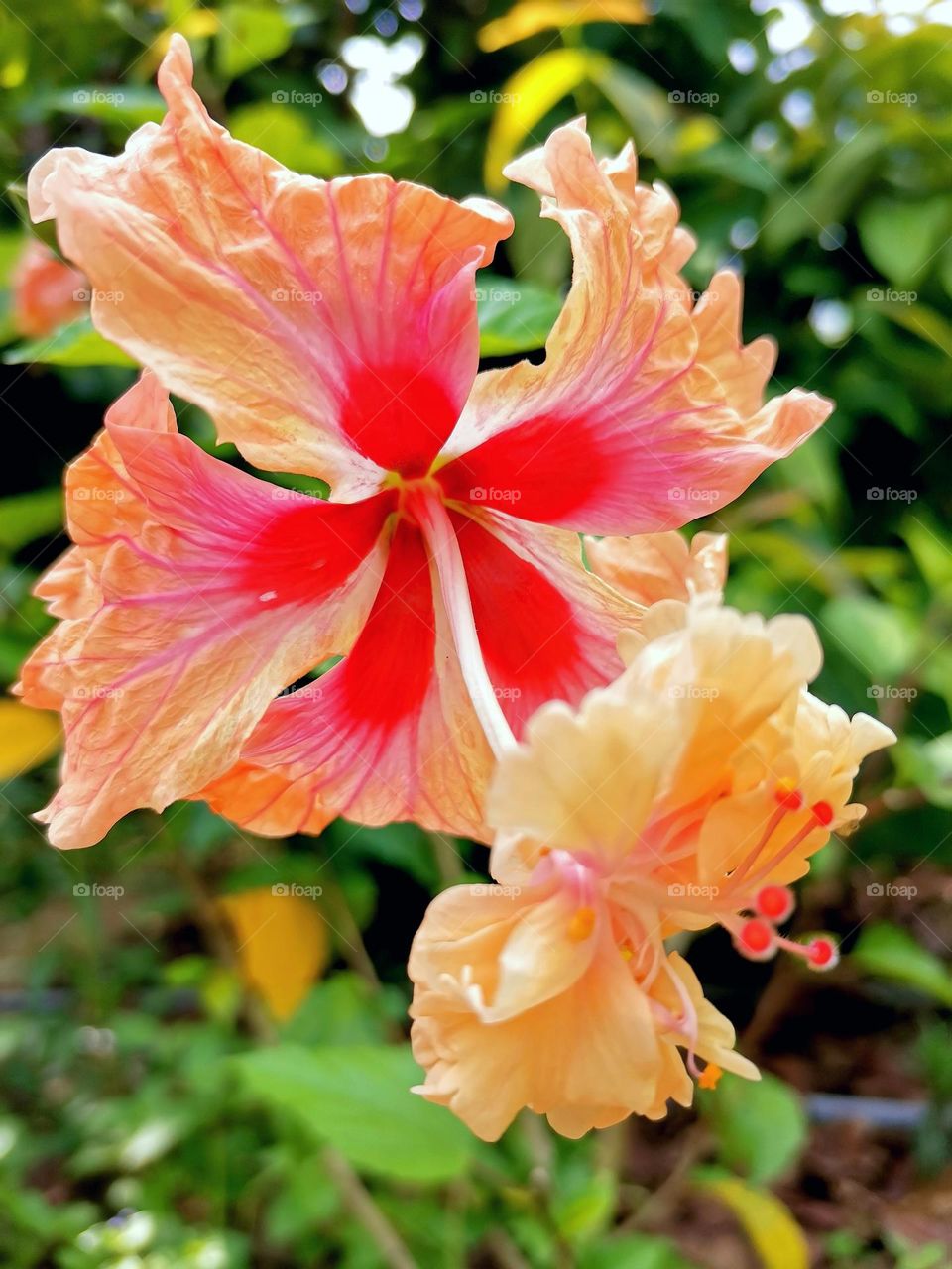 Two layer hibiscus