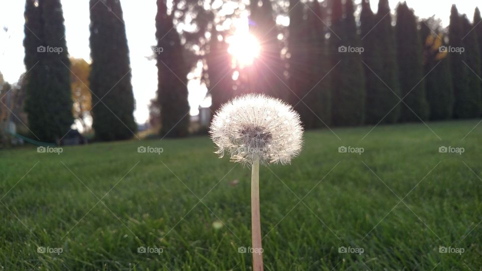 Dandelion with sun flare.