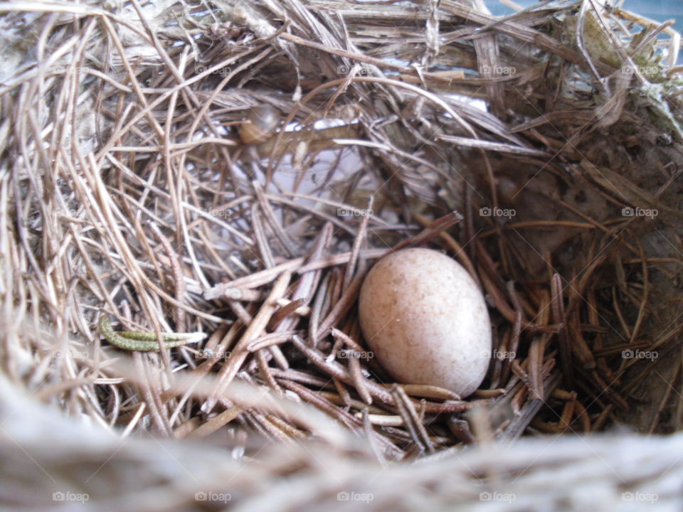 nest and bird egg