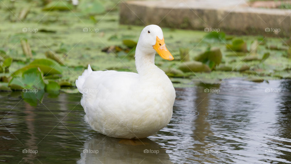 Duck 