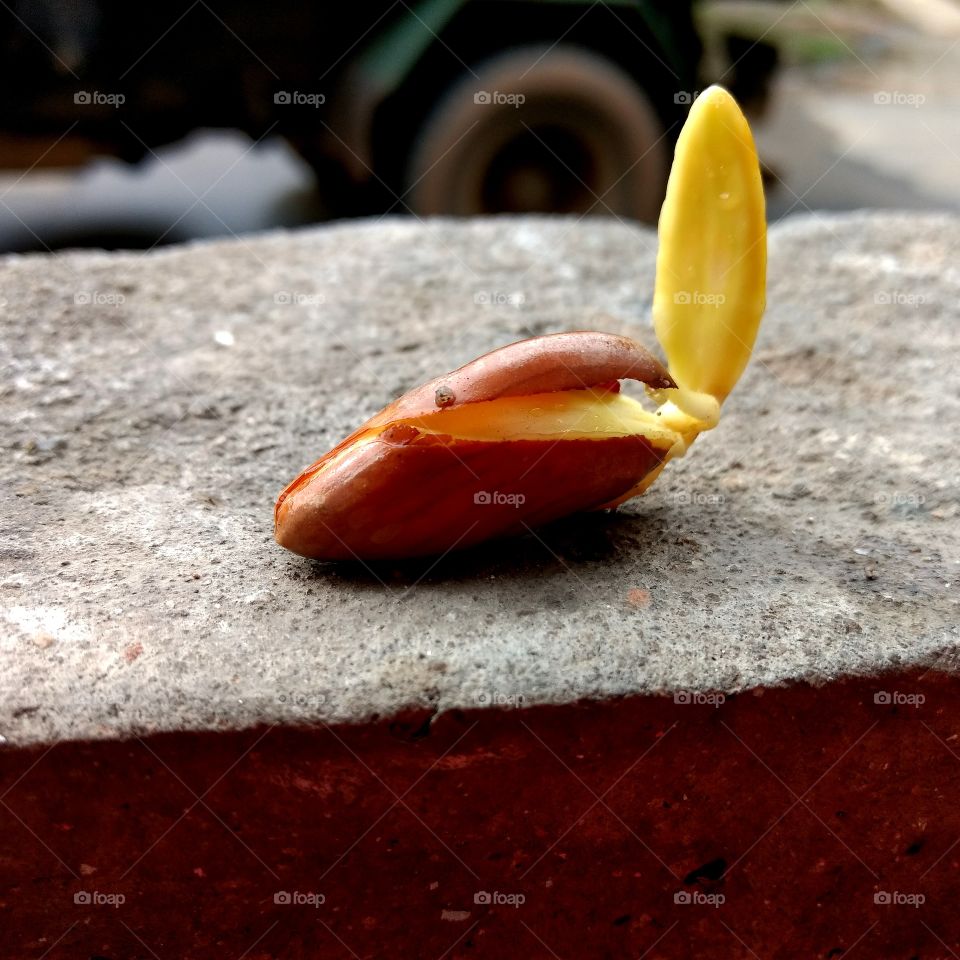 Jackfruit Seed