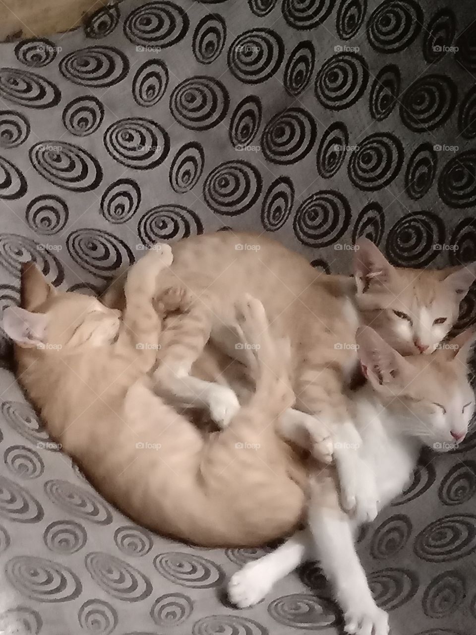 भारत के कैट