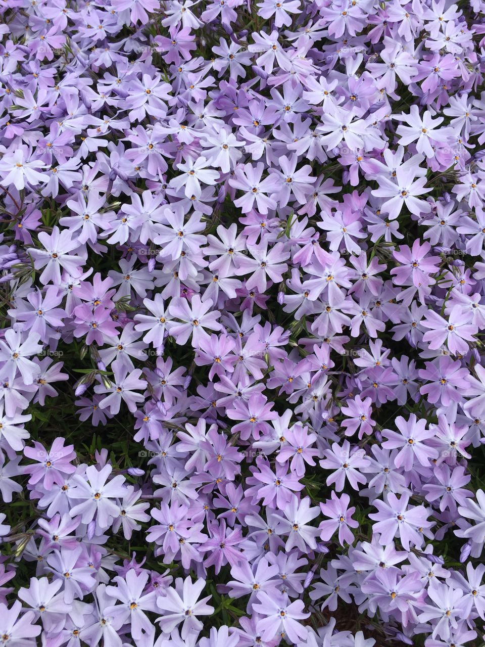 Phlox