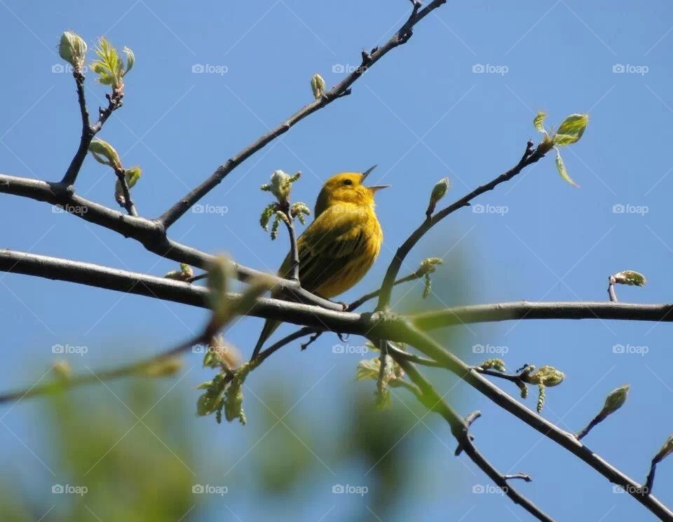 Yellow Warbler