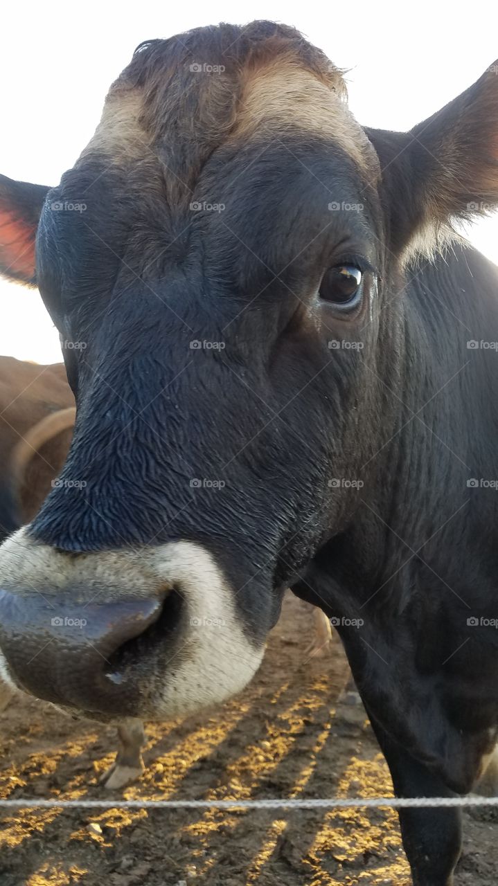 Cattle, Mammal, Livestock, Cow, Farm