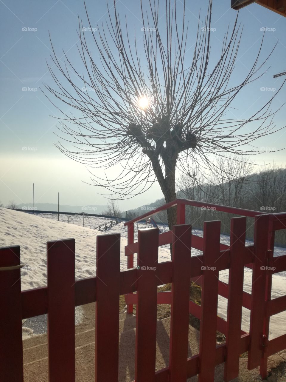 A tree is playing with the sun