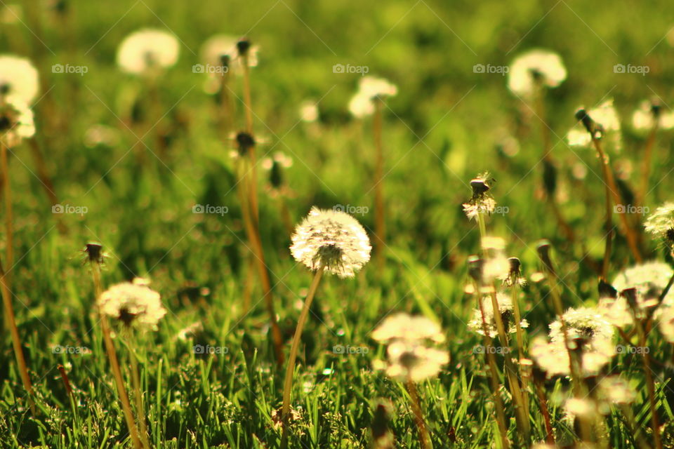 Grass, Nature, Hayfield, Summer, Field