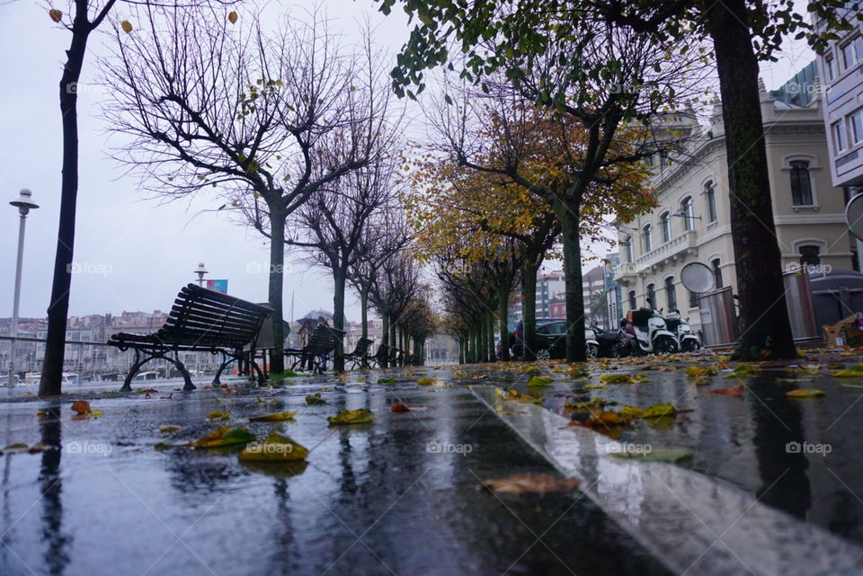 Tress#nature#rain#autumn#season