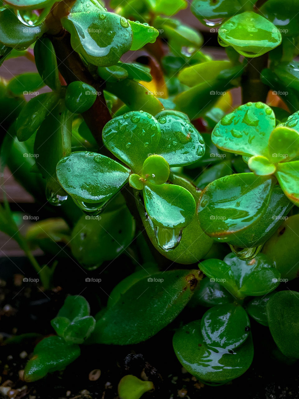 Plant plants waterdrops water wet mother nature outdoors leafs petals water droplets rainwater Rainfall raindrops rain droplets rubber 